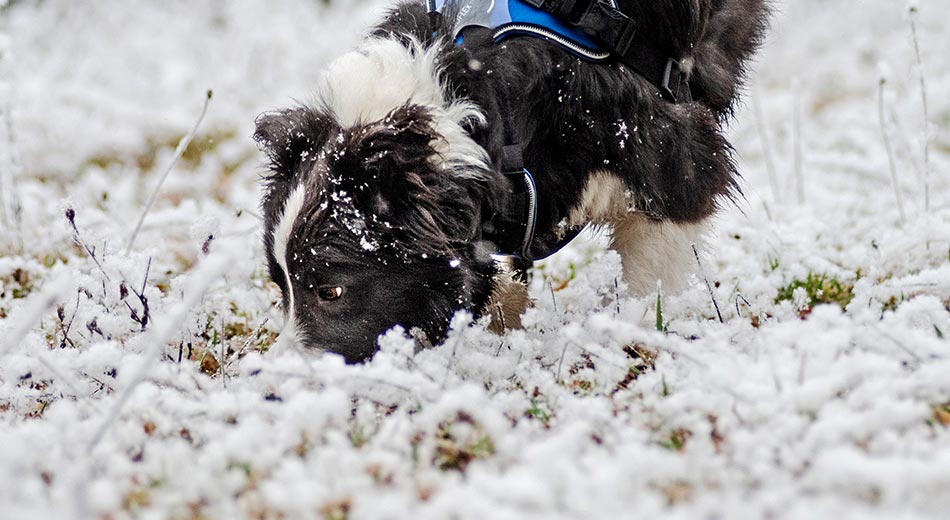 K9 Personensuche Hund sucht im Schnee